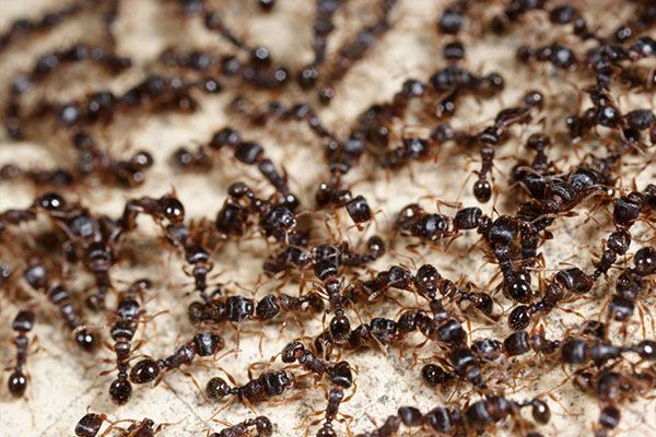Ants