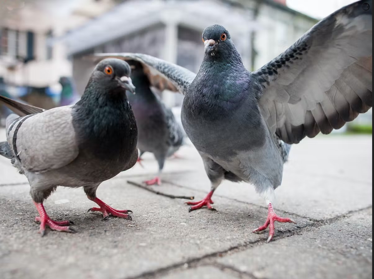 Pigeon Coup