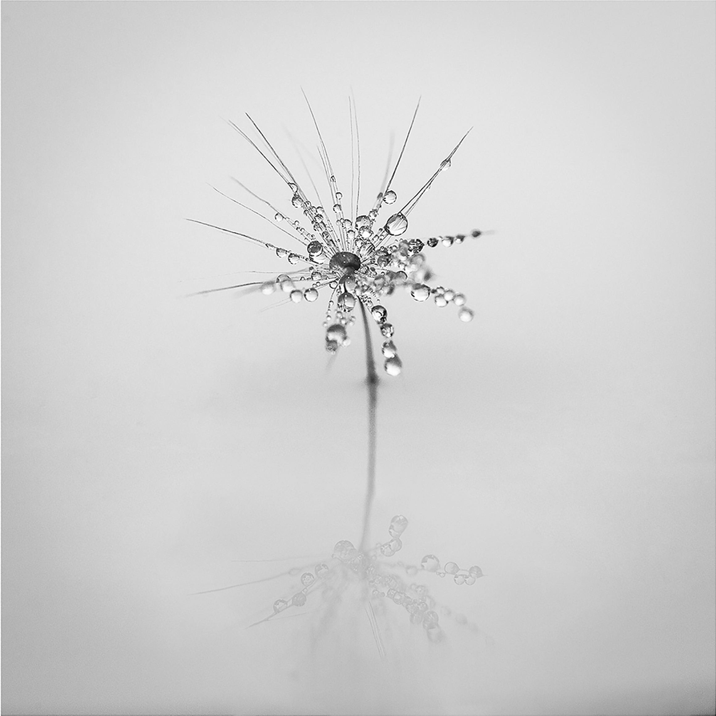 Waterdrops on Dandelion Seed / The I That I Knew