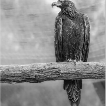 Ekphrastic Challenge #7, August, Wedge Tail