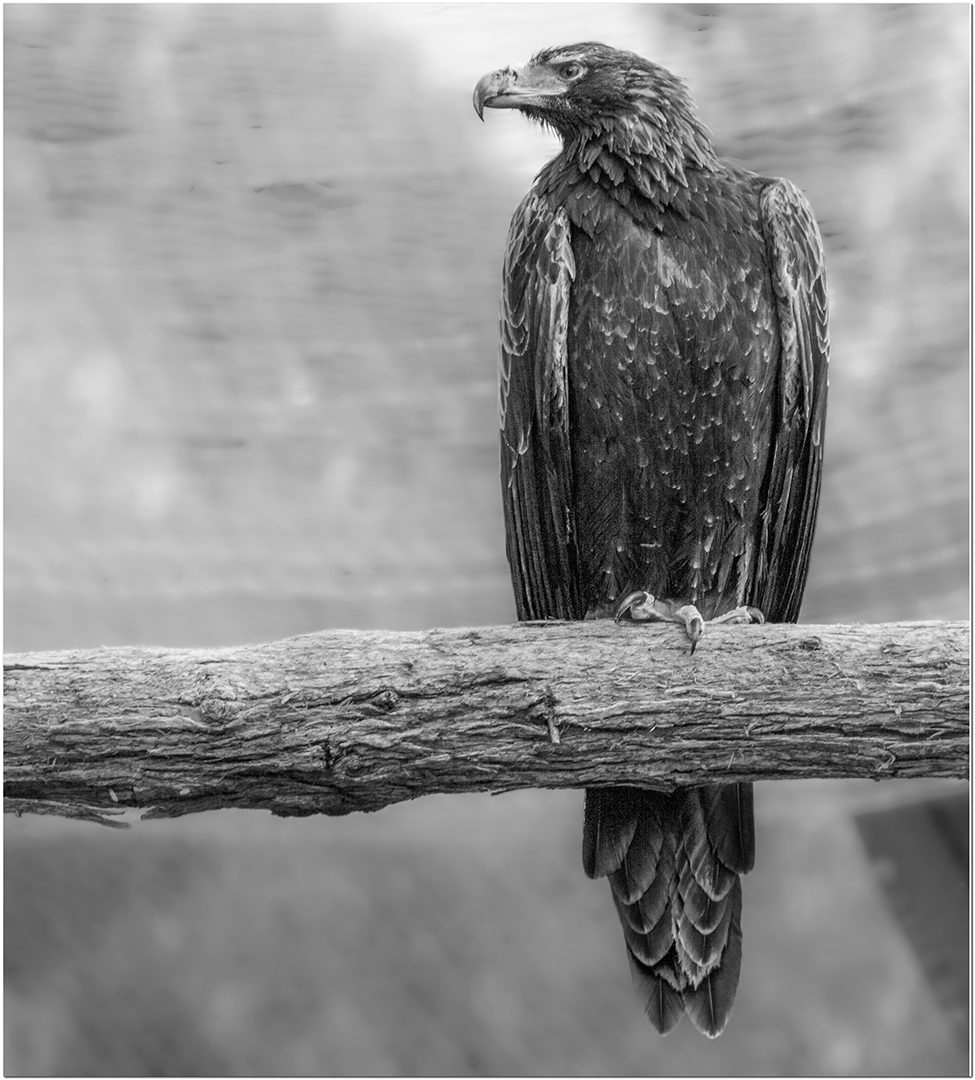 Ekphrastic Challenge #7, August, Wedge Tail